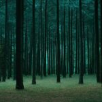 Dark forest with towering pines, softly illuminated by a distant light source, creating an elegant, clean atmosphere.