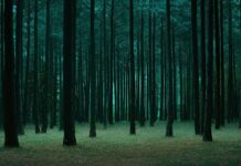 Dark forest with towering pines, softly illuminated by a distant light source, creating an elegant, clean atmosphere.