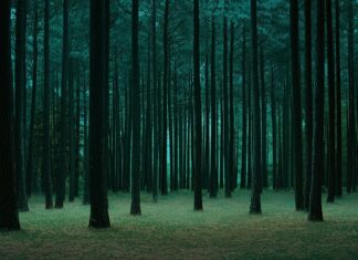 Dark forest with towering pines, softly illuminated by a distant light source, creating an elegant, clean atmosphere.