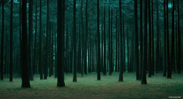 Dark forest with towering pines, softly illuminated by a distant light source, creating an elegant, clean atmosphere.