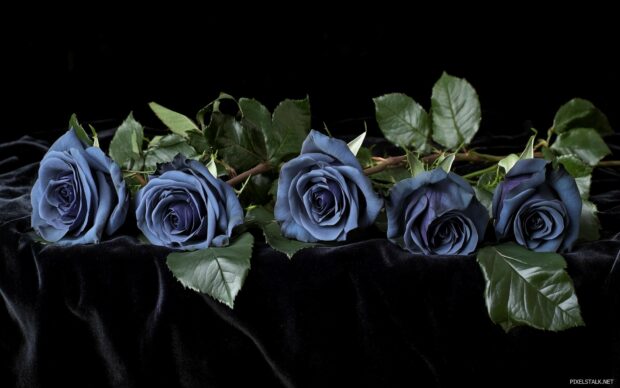 Dark roses against a black velvet background, showcasing their beauty and depth while evoking a sense of elegance and sophistication.