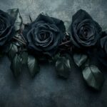 Dark roses desktop background.