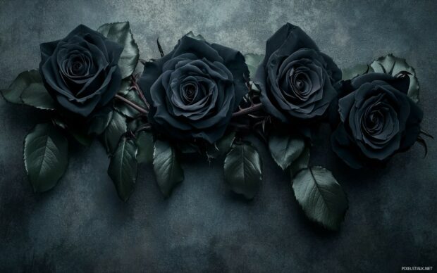 Dark roses desktop background.