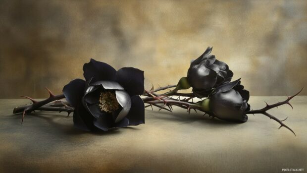 Dark roses intertwined with thorns, casting shadows on a softly lit surface.