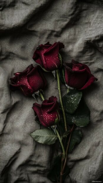 Deep red roses with dew droplets on the petals.