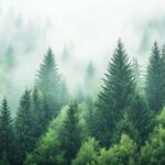 Dense Forest Wallpaper HD with towering evergreens and soft light filtering through the fog.