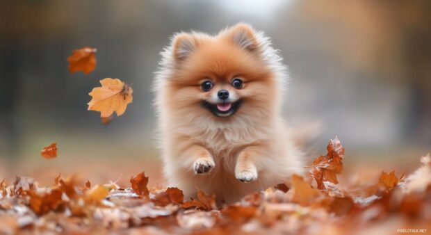  Dog background with a fluffy Pomeranian playing in a pile of autumn leaves.