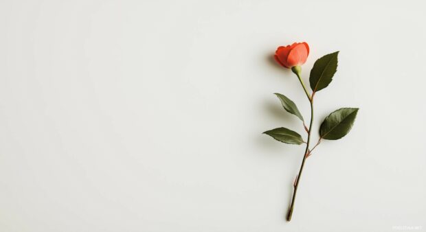 Elegant Valentine Wallpaper with a single rose over a minimalist white background.