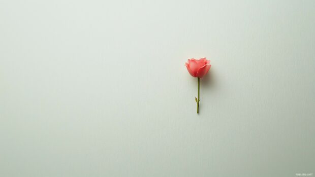 Elegant single rose with a soft red heart, over a minimalist white background, capturing a cute Valentines charm.