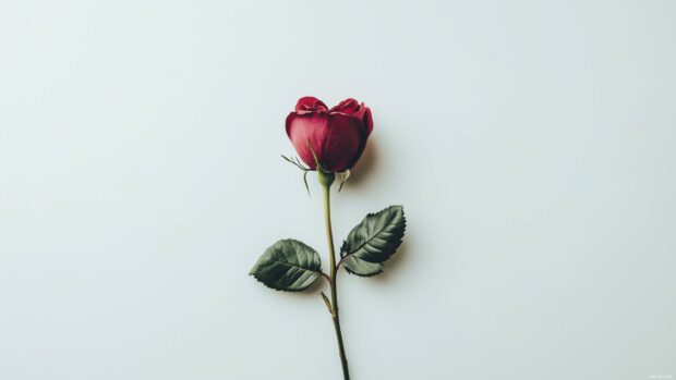 Elegant single rose with a soft red heart, over a minimalist white background, capturing a simple Valentines charm 4K Wallpaper.