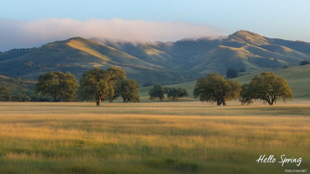 Ethereal spring meadow during sunrise.