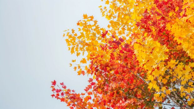 Fall 4K desktop wallpaper with colorful leaves against a clear sky.