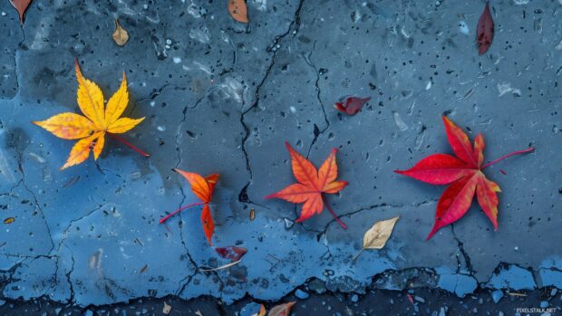 Fall desktop wallpaper with a few autumn leaves lying flat on a clean surface.