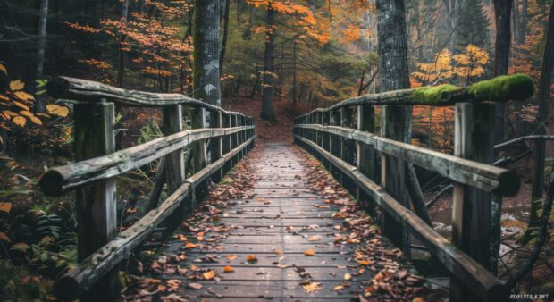 Fall forest with a wooden bridge.