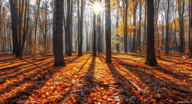 Fall forest with sunlight casting long shadows.