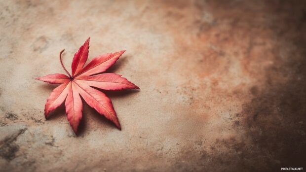 Fall laptop wallpaper with autumn leaf at the left corner on a plain, warm toned background.