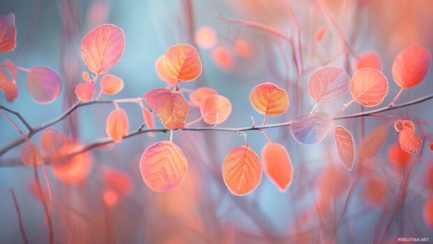 Fall laptop wallpaper with minimalist autumn leaves in a soft light.