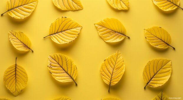 Fall leaf aesthetic on a solid background.