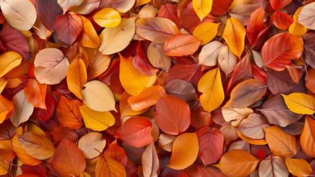 Fall leaves background for laptop.