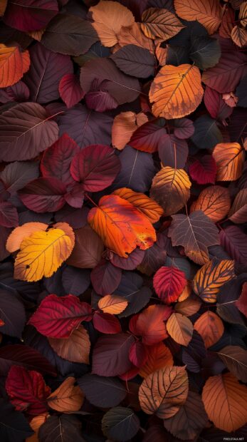 Fall leaves in a beautiful pattern, showcasing the rich colors of autumn.