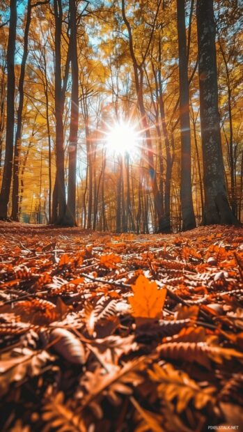 Fall leaves in a sunlit forest.