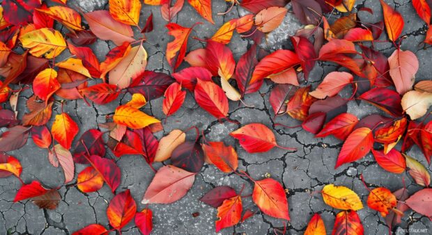 Fall leaves lying flat on a clean surface.