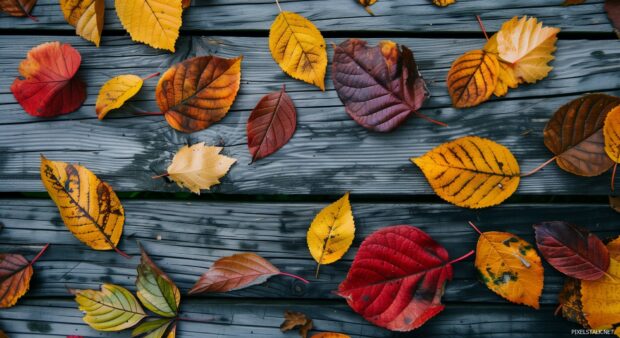 Fall leaves scattered on a wooden surface.