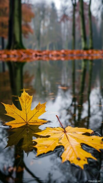 Fall phone wallpaper with Autumn leaves on a tranquil lake.