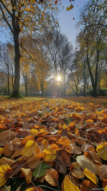 Fall phone wallpaper with autumn leaves in a scenic park.