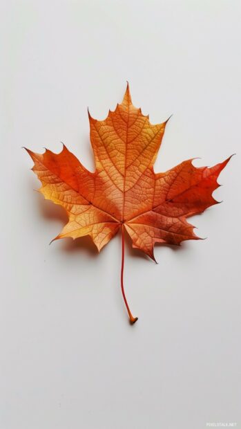 Fall phone wallpaper with single autumn leaf on a plain surface.