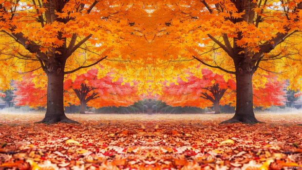 Fall trees laptop wallpaper with golden and red leaves.