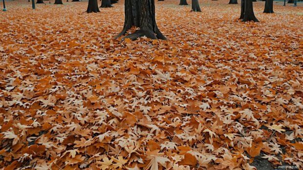 Fall trees with a carpet of fallen leaves.