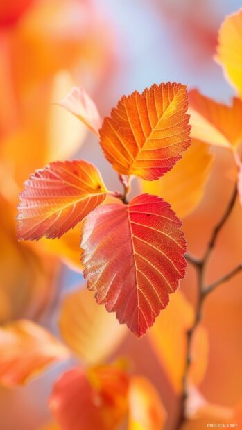 Fall wallpaper for phone with close up of colorful autumn leaves.