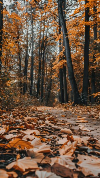 Fallen autumn leaves on a path, Autumn phone wallpaper.