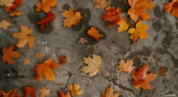 Few scattered autumn leaves on a soft textured surface.