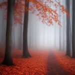 Foggy Forest Background HD free download.