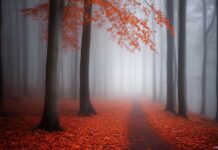 Foggy Forest Background HD free download.