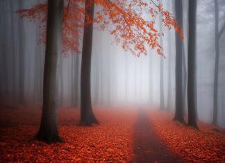 Foggy Forest Background HD free download.