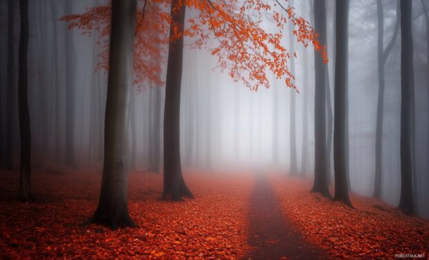 Foggy Forest Background HD free download.