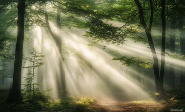 Foggy Forest Background with soft sunlight breaking through the mist.