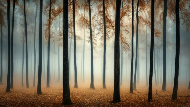 Foggy forest Wallpaper 4K with trees fading into the distance with the soft, delicate fog creating an elegant and calming atmosphere.