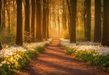 Forest Desktop Background with a charming forest path surrounded by tall, leafy trees, blooming wildflowers.