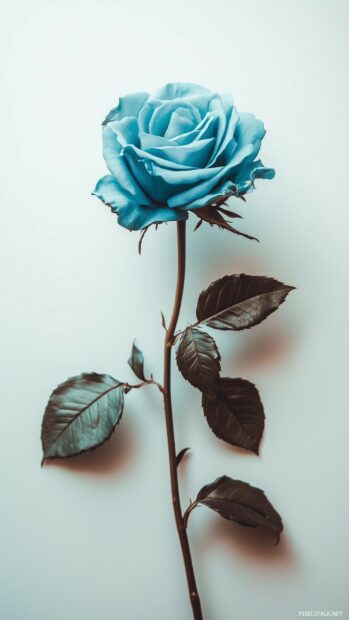 Free download Aesthetic Rose Wallpaper 5.