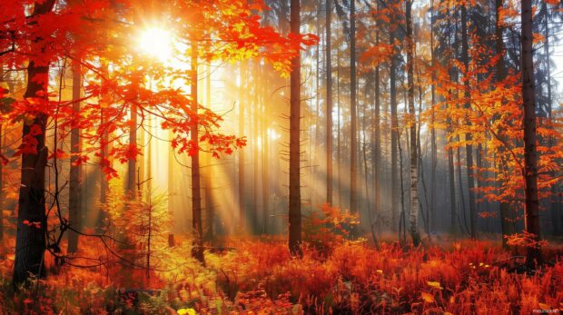 Free download Cozy fall desktop wallpaper with sunlight filtering through an autumn forest.