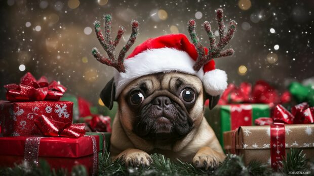 Funny Christmas Wallpaper with a hilarious moment captured of a dog wearing reindeer antlers and a Santa hat, looking confused while surrounded by wrapped presents and a festive backdrop.