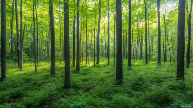 Green forest HD wallpaper with towering trees, rich foliage, and a serene, sun dappled clearing.