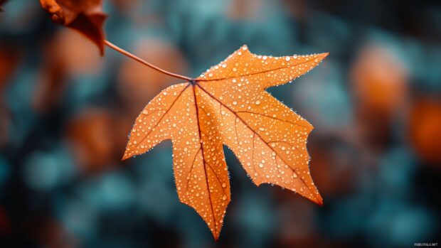 HD Wallpaper for Windows 10 with a close up shot of a single dew covered leaf with crisp focus on the droplets, set against a soft blurred background.