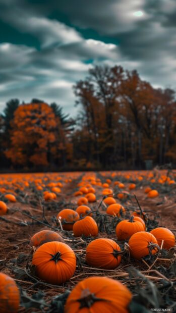 Halloween Fall iPhone Wallpaper.