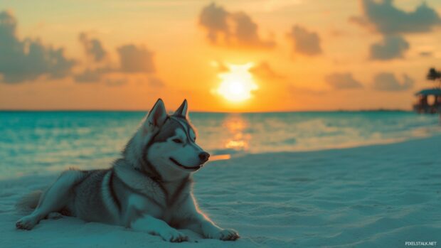 Husky dog relaxing on a sandy beach with a picturesque sunset in the background.