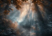 Laptop Desktop Wallpaper with a mystical forest with rays of sunlight piercing through the fog.